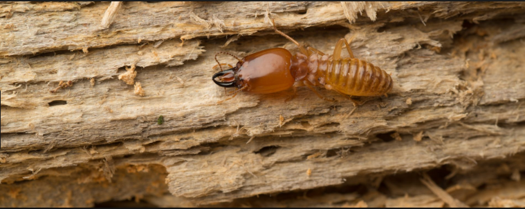 termite inspections Gold Coast