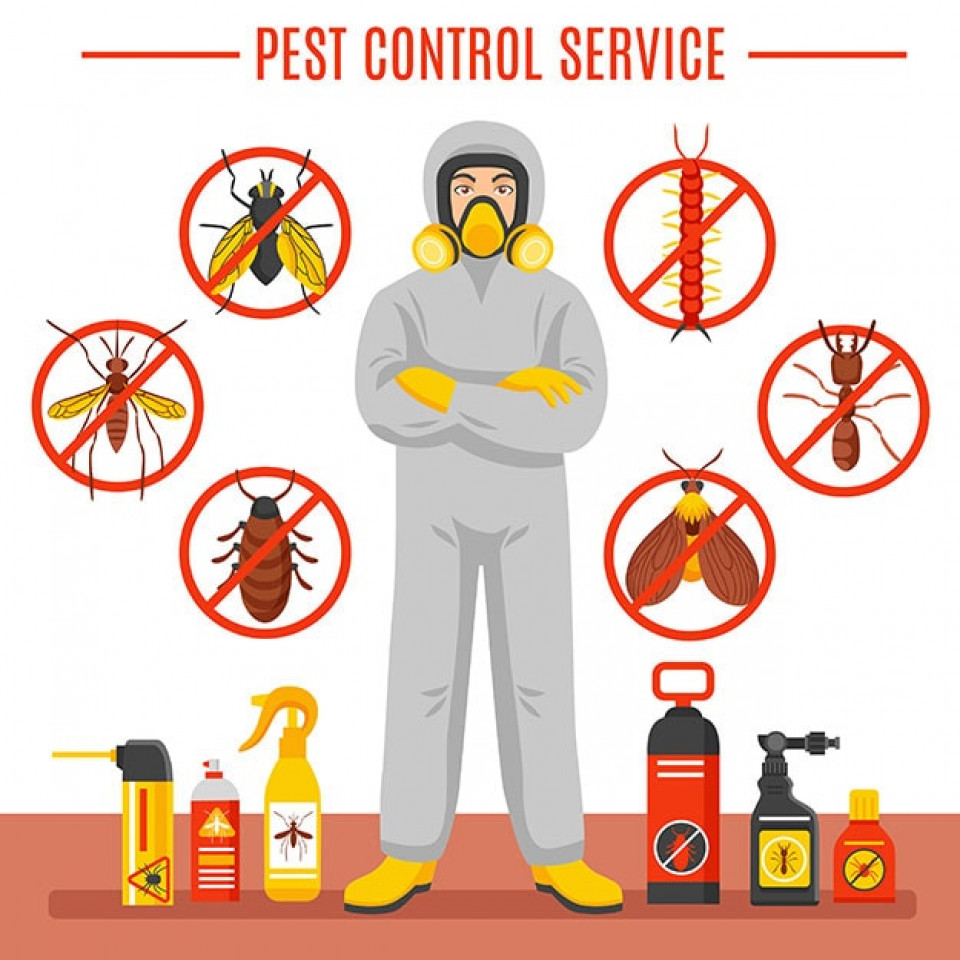 Pest Services Gold Coast Best Pest Inspections 2021