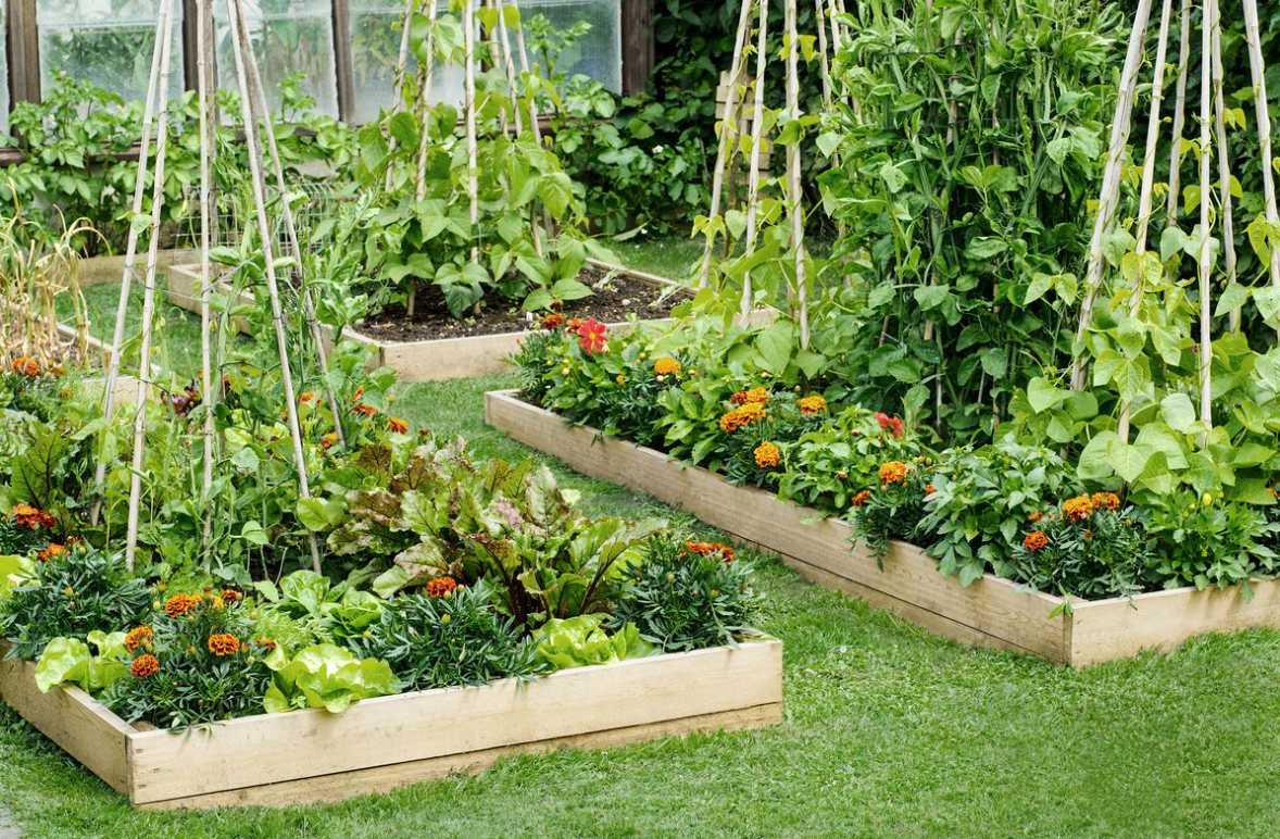 raised garden bed