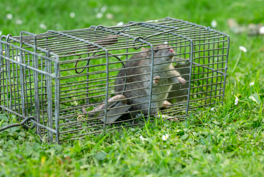 Five Vital Health Advantages of Taking Rat Control Right Into Account