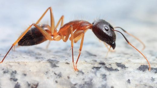 funnel ant treatment